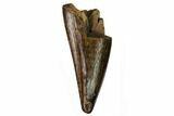 Juvenile Tyrannosaur Premax Tooth - Judith River Formation #164651-1